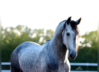 PRE Mix, Stallion, 5 years, 17 hh, Grey-Dapple