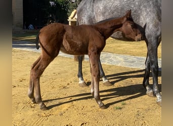 PRE Mix, Stallion, 5 years, 17 hh, Grey