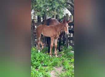 PRE Mix, Stallion, 5 years, 17 hh, Grey