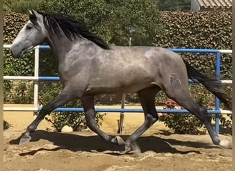 PRE Mix, Stallion, 5 years, 17 hh, Grey
