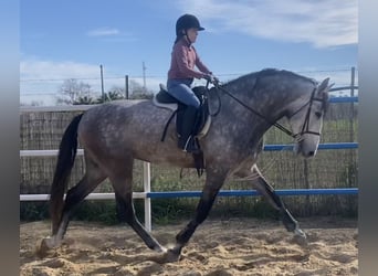 PRE Mix, Stallion, 5 years, 17 hh, Grey