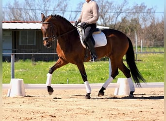 PRE Mix, Stallion, 5 years, Brown