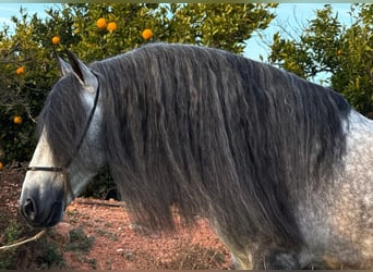 PRE Mix, Stallion, 6 years, 14,2 hh, Grey-Dapple