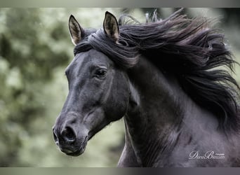 PRE, Stallion, 6 years, 15.1 hh, Black