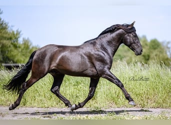 PRE, Stallion, 6 years, 15.1 hh, Black