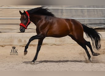 PRE Mix, Stallion, 6 years, 15,1 hh, Brown