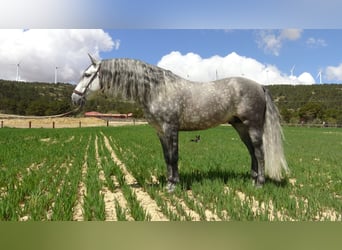 PRE, Stallion, 6 years, 15.1 hh, Gray