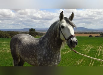 PRE, Stallion, 6 years, 15.1 hh, Gray