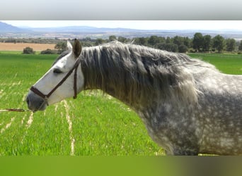 PRE, Stallion, 6 years, 15.1 hh, Gray
