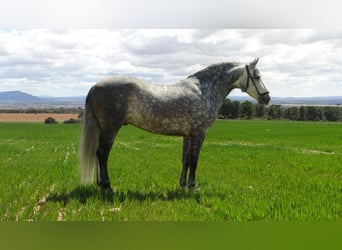 PRE, Stallion, 6 years, 15.1 hh, Gray