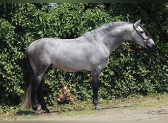 PRE Mix, Stallion, 6 years, 15.1 hh, Grey-Dapple