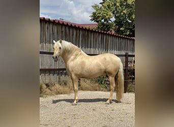 PRE, Stallion, 6 years, 15.1 hh, Palomino