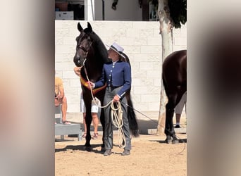 PRE Mix, Stallion, 6 years, 15.2 hh, Bay-Dark