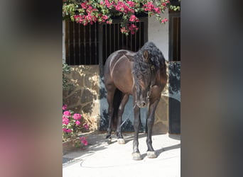 PRE, Stallion, 6 years, 15.2 hh, Black