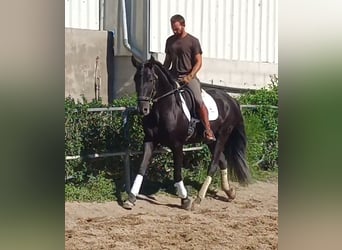 PRE, Stallion, 6 years, 15.2 hh, Black