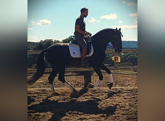 PRE, Stallion, 6 years, 15.2 hh, Black