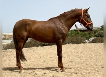 PRE, Stallion, 6 years, 15.2 hh, Chestnut
