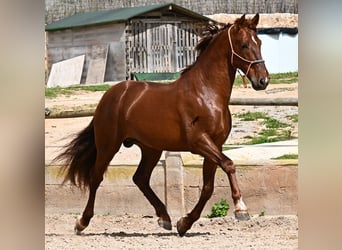 PRE Mix, Stallion, 6 years, 15.2 hh, Chestnut-Red