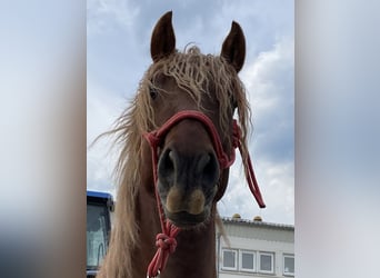 PRE, Stallion, 6 years, 15.2 hh, Chestnut-Red