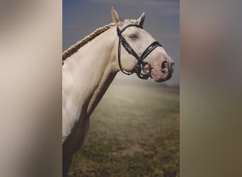 PRE Mix, Stallion, 6 years, 15,2 hh, Cremello