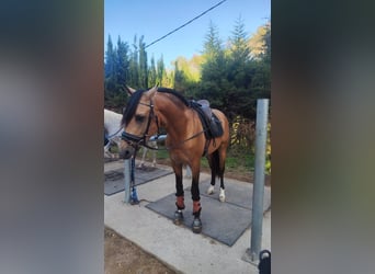 PRE Mix, Stallion, 6 years, 15.2 hh, Dun