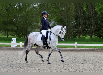 PRE, Stallion, 6 years, 15.2 hh, Gray-Dapple