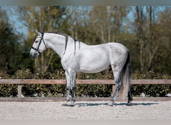 PRE, Stallion, 6 years, 15.2 hh, Gray-Dapple