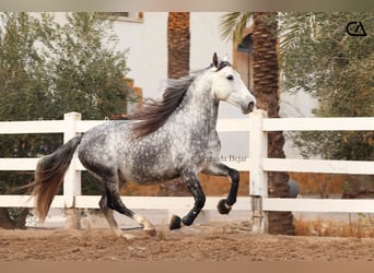 PRE, Stallion, 6 years, 15,2 hh, Gray-Dapple