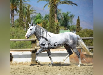 PRE, Stallion, 6 years, 15,2 hh, Gray-Dapple