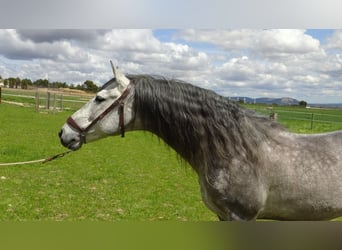 PRE, Stallion, 6 years, 15.2 hh, Gray