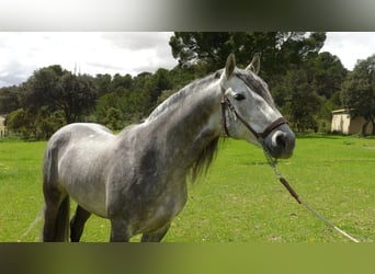 PRE, Stallion, 6 years, 15.2 hh, Gray