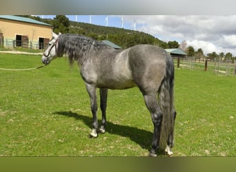 PRE, Stallion, 6 years, 15.2 hh, Gray