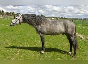 PRE, Stallion, 6 years, 15.2 hh, Gray