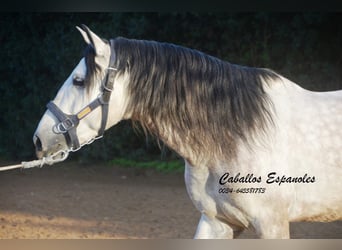 PRE, Stallion, 6 years, 15,2 hh, Gray