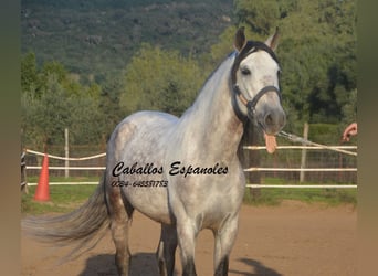 PRE, Stallion, 6 years, 15,2 hh, Gray