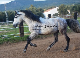 PRE, Stallion, 6 years, 15,2 hh, Gray