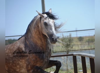 PRE, Stallion, 6 years, 15.2 hh, Gray