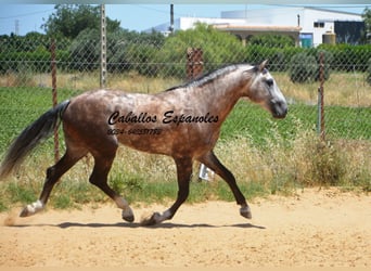 PRE, Stallion, 6 years, 15.2 hh, Gray