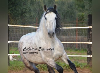 PRE, Stallion, 6 years, 15,2 hh, Gray