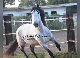 PRE, Stallion, 6 years, 15,2 hh, Gray