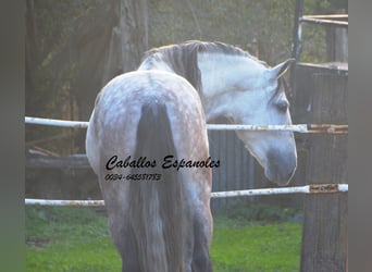 PRE, Stallion, 6 years, 15,2 hh, Gray