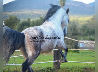 PRE, Stallion, 6 years, 15,2 hh, Gray