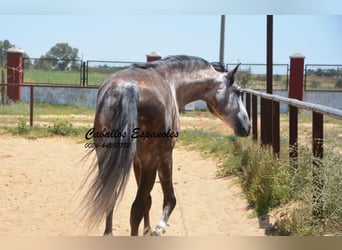 PRE, Stallion, 6 years, 15.2 hh, Gray
