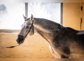 PRE, Stallion, 6 years, 15.2 hh, Grey-Blue-Tan