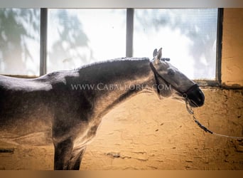 PRE, Stallion, 6 years, 15.2 hh, Grey-Blue-Tan
