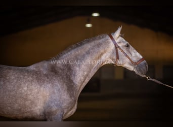 PRE, Stallion, 6 years, 15.2 hh, Grey-Blue-Tan