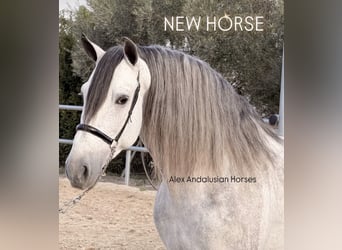 PRE Mix, Stallion, 6 years, 15.2 hh, Grey-Dapple