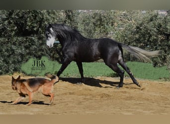 PRE, Stallion, 6 years, 15.2 hh, Grey-Dapple PRE, Stallion, 6 years, 15.2 hh, Grey-Dapple