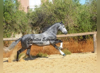 PRE, Stallion, 6 years, 15.2 hh, Grey-Dapple