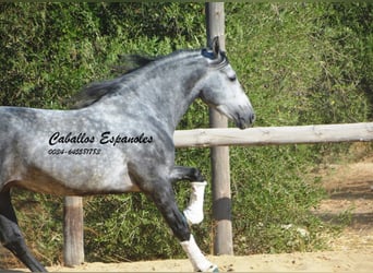 PRE, Stallion, 6 years, 15.2 hh, Grey-Dapple